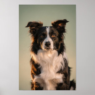 Border Collie Portrait in Sage and Cream Poster