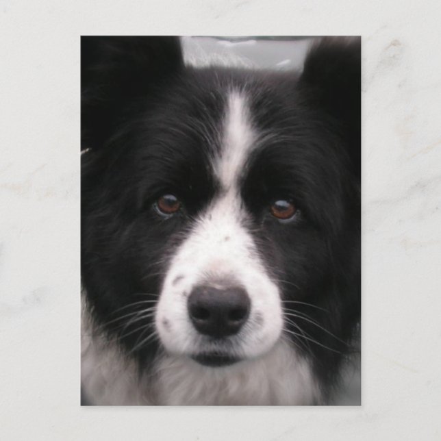 Border Collie Postcard (Front)