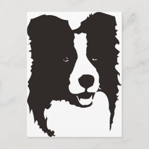 Border Collie Postcard