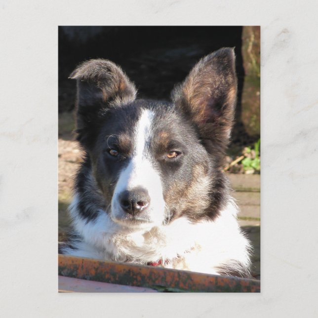 BORDER COLLIE POSTCARD (Front)