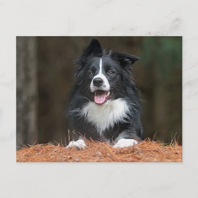 border collie postcard (Front)