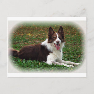 Border Collie Postcard