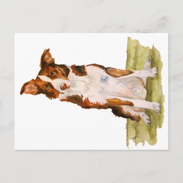 Border Collie Postcard (Front)