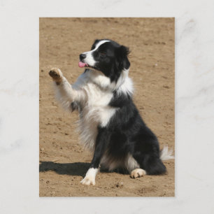 border collie postcard