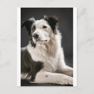 Border collie postcard