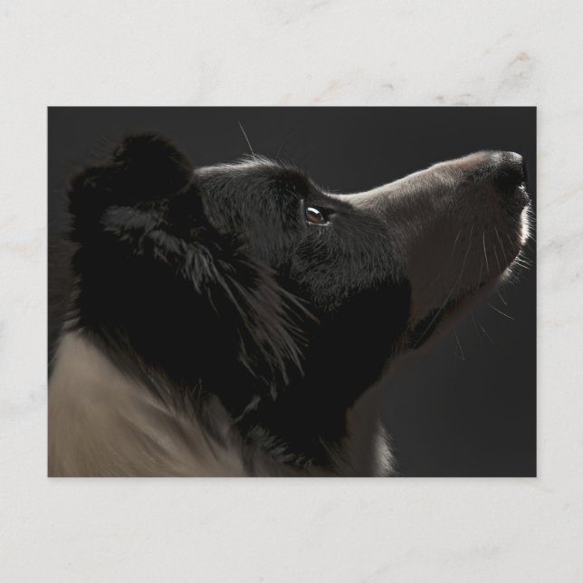 Border collie postcard (Front)