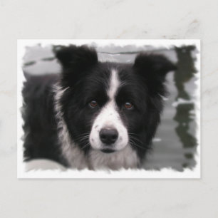 Border Collie Postcard
