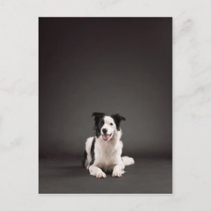 Border collie postcard