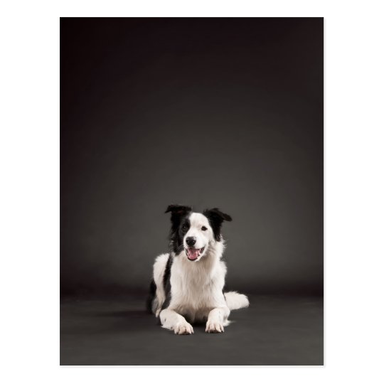 Border collie postcard