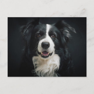 border-collie postcard