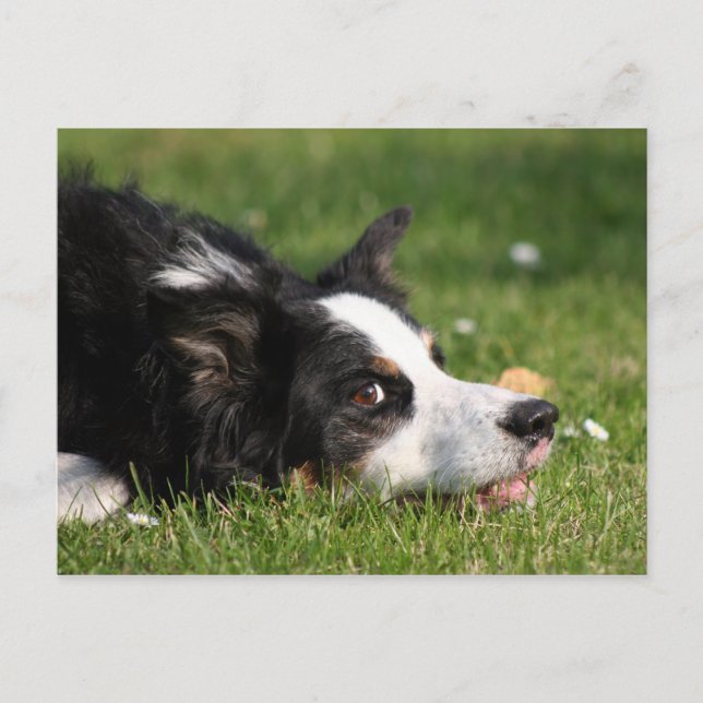 border collie postcard (Front)