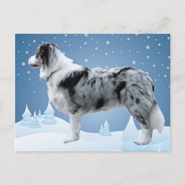 Border Collie postcard~Christmas Holiday Postcard (Front)