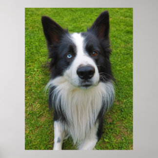 Border Collie Poster