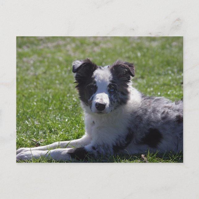 border collie pup postcard (Front)