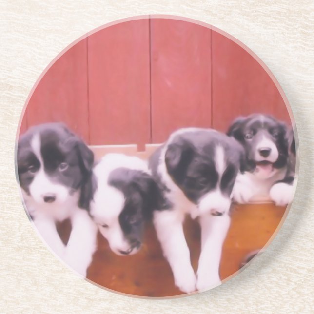 Border Collie Puppies Dog Animal Coaster (Front)