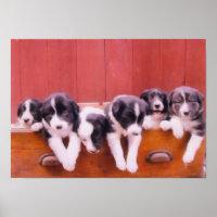 Border Collie Puppies In Drawer Painting