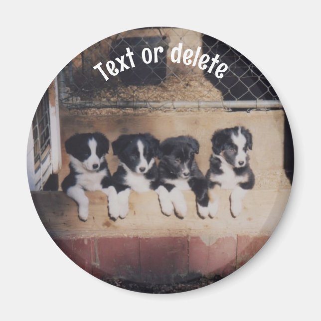 Border Collie Puppies Personalized Magnet (Front)