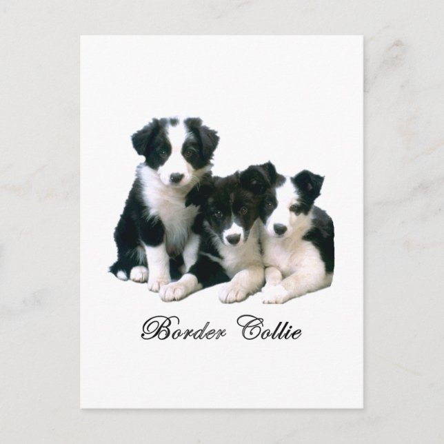 Border Collie Puppies Postcard (Front)