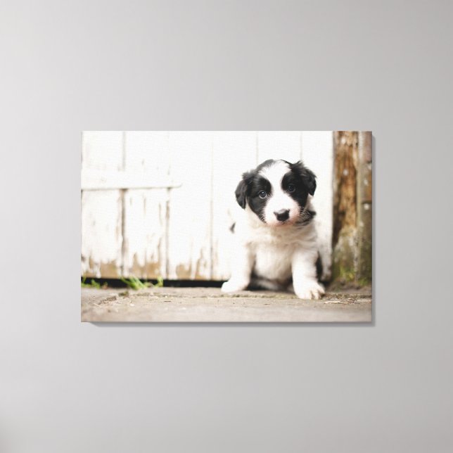 Border Collie Puppy Canvas Print (Front)