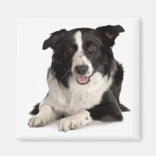 Border Collie Puppy Dog Black And White Magnet
