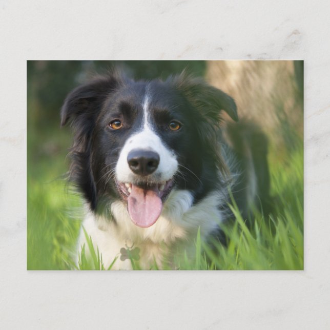 Border Collie Puppy Dog - Blank Postcard (Front)