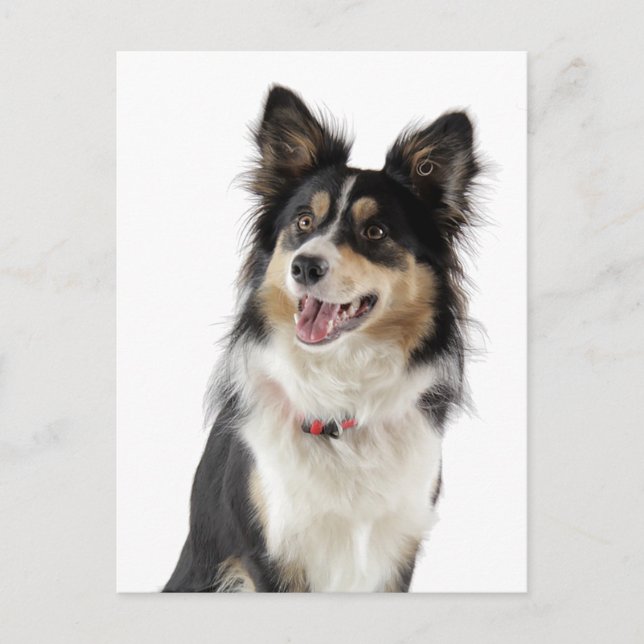 Border Collie Puppy Dog Greeting Post Card (Front)