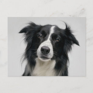 Border Collie Puppy Dog - Hello, Thinking of You Postcard