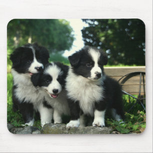 Border Collie Puppy Dog Mousepad