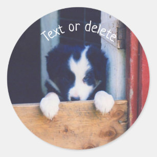 Border Collie Puppy Dog Personalised Classic Round Sticker