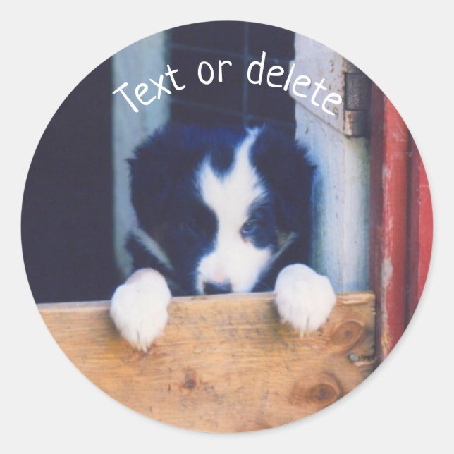 Border Collie Puppy Dog Personalised Classic Round Sticker (Front)