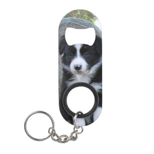 Border Collie Puppy Farm Life,