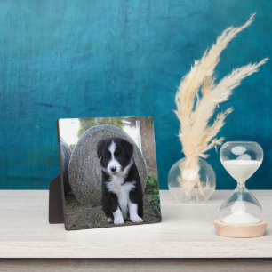 Border Collie Puppy Farm Life, Plaque