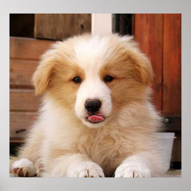 Border Collie Puppy~Golden Oz Red Poster (Front)