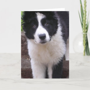 Border Collie Puppy Greeting Card