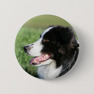 Border Collie Puppy Laying Down 6 Cm Round Badge