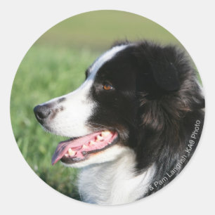 Border Collie Puppy Laying Down Classic Round Sticker
