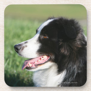 Border Collie Puppy Laying Down Coaster