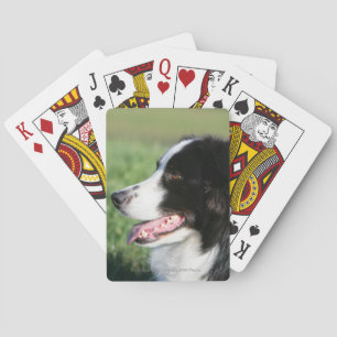 Border Collie Puppy Laying Down Playing Cards