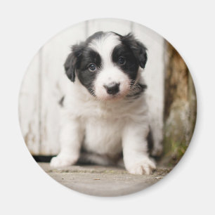 Border Collie Puppy Magnet
