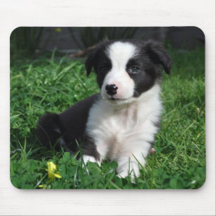 Border collie puppy mouse mat