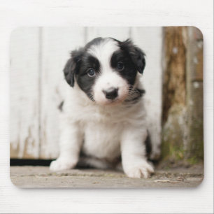 Border Collie Puppy Mouse Mat