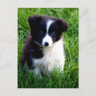 Border Collie Puppy Postcard