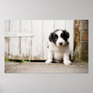 Border Collie Puppy Poster