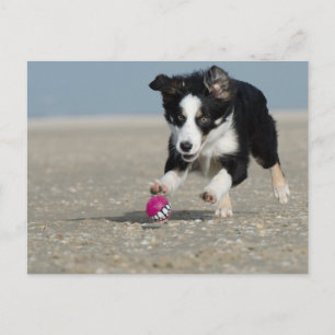 border collie puppy running on beach with toy postcard