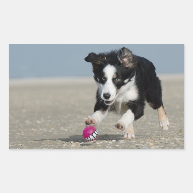 border collie puppy running on beach with toy rectangular sticker (Front)