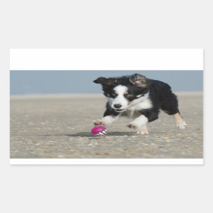 border collie puppy running on beach with toy rectangular sticker