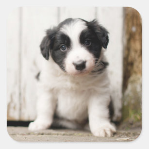 Border Collie Puppy Square Sticker