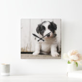 Border Collie Puppy Square Wall Clock (Home)