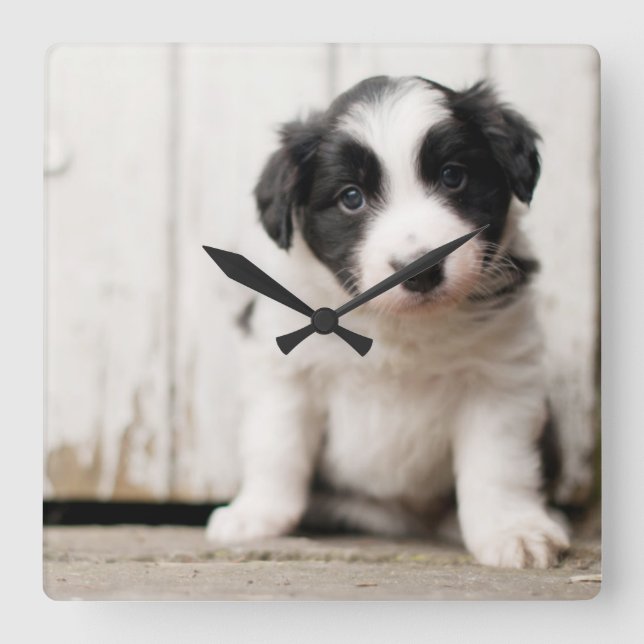 Border Collie Puppy Square Wall Clock (Front)