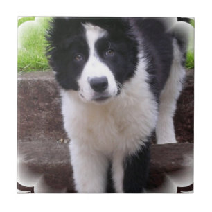 Border Collie Puppy Tile